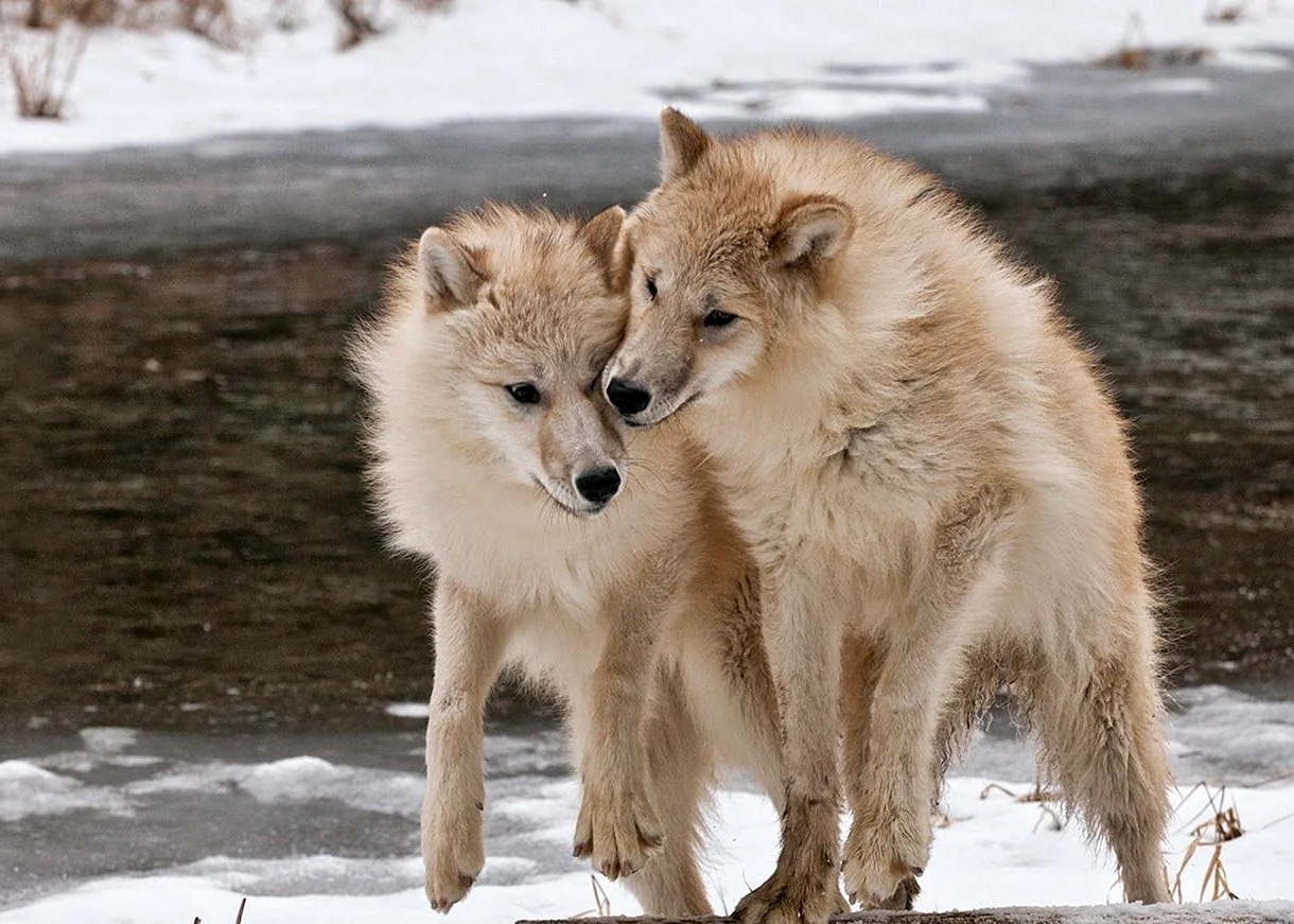 Полярный волк волчица и волчата