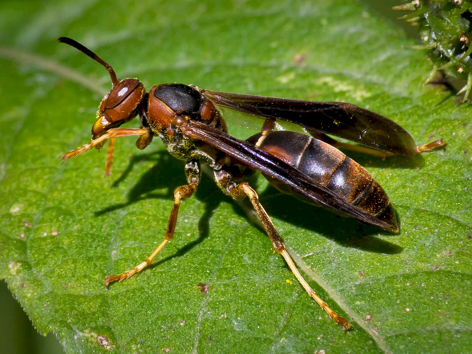 Polistes fuscatus