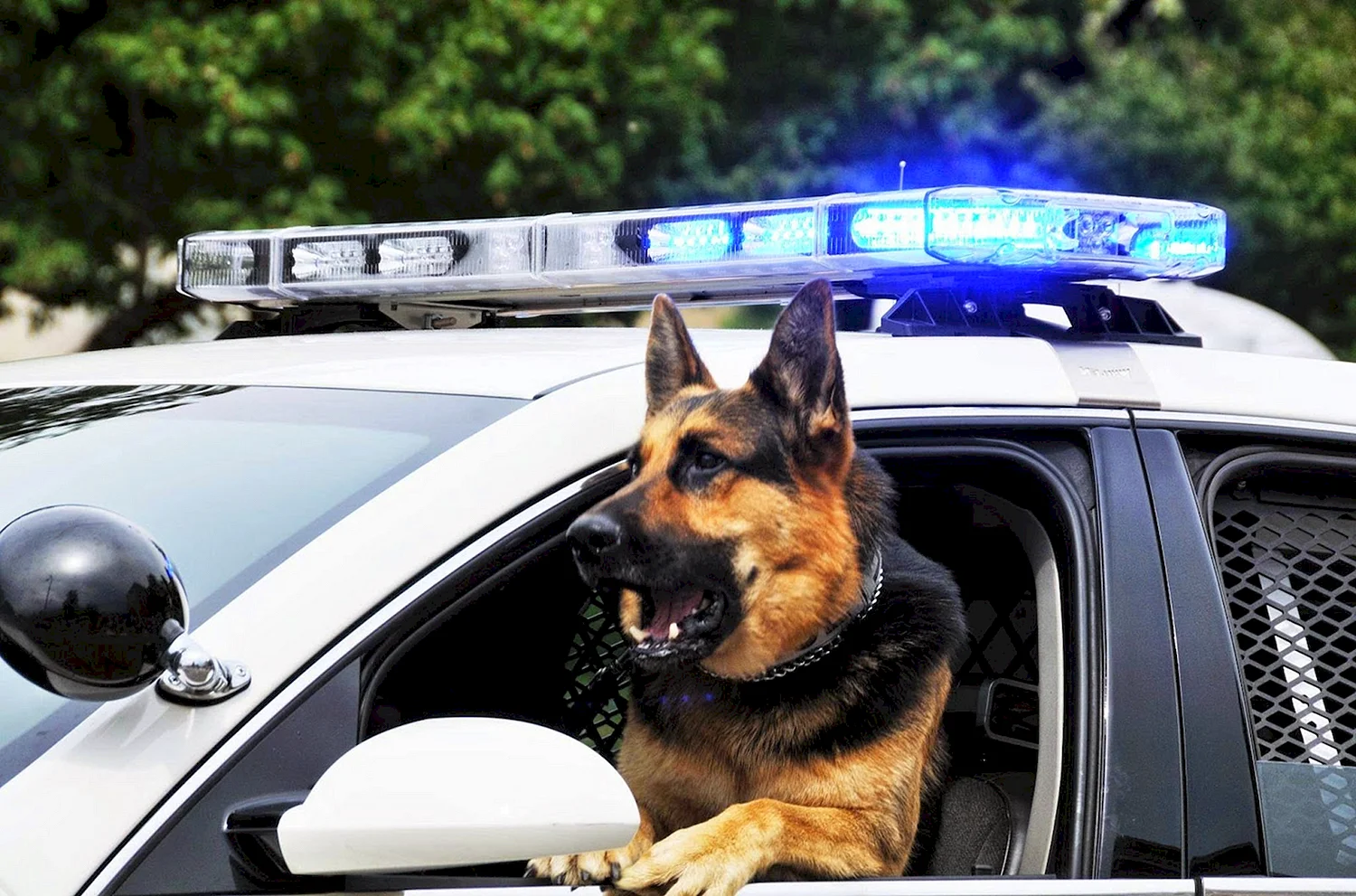 Полицейские собаки немецкие овчарки