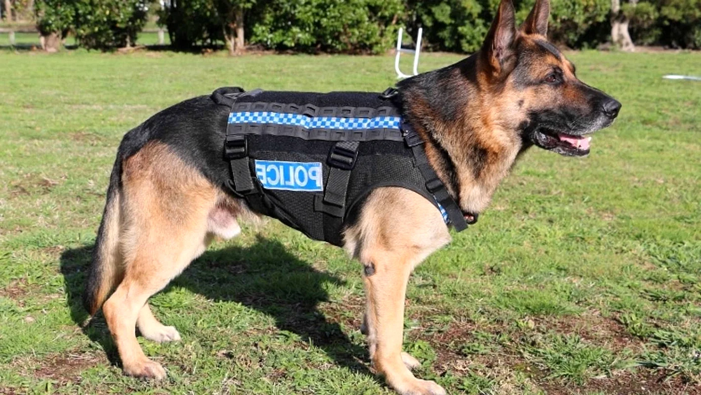 Полицейские собаки немецкие овчарки