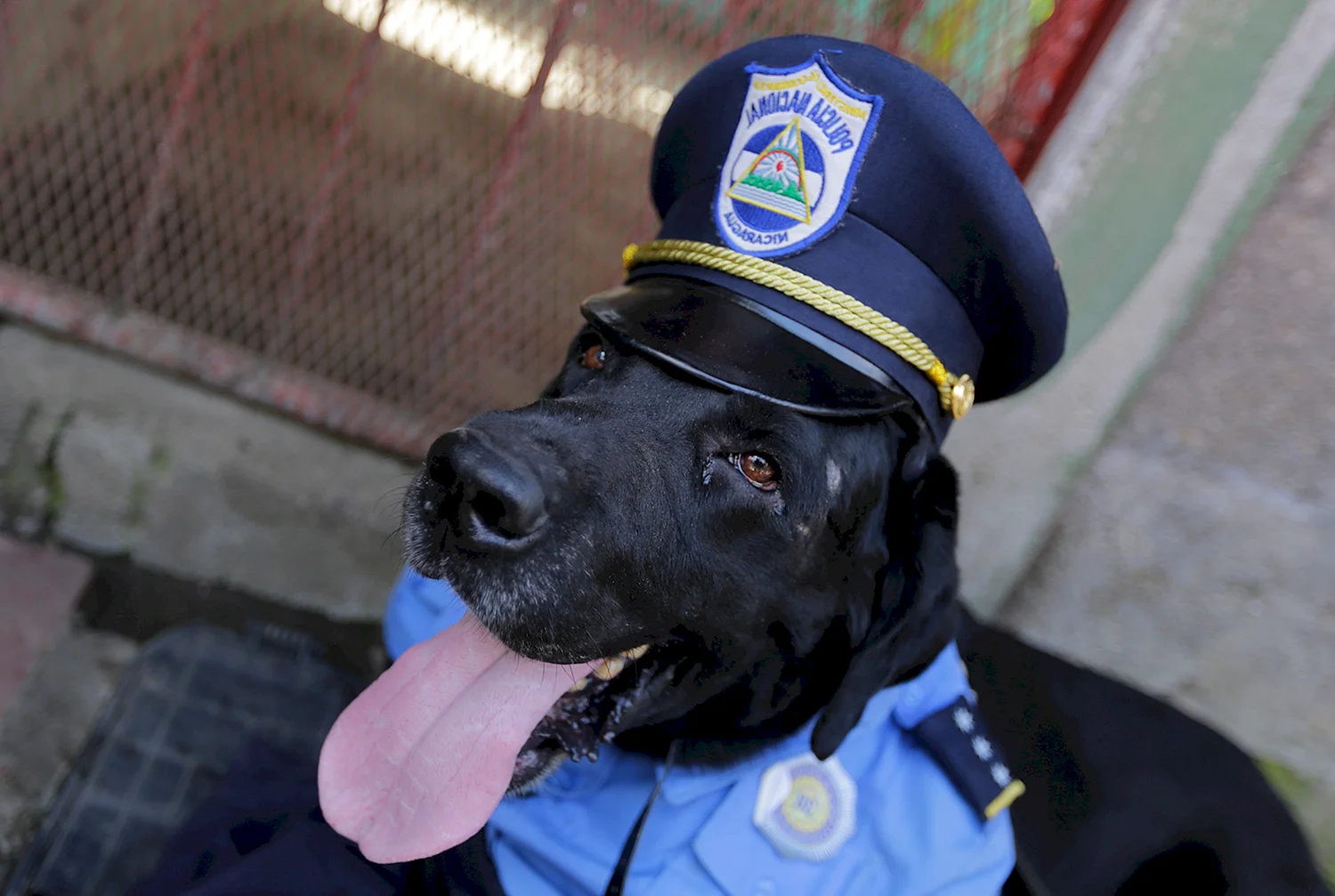 Полицейский с собакой