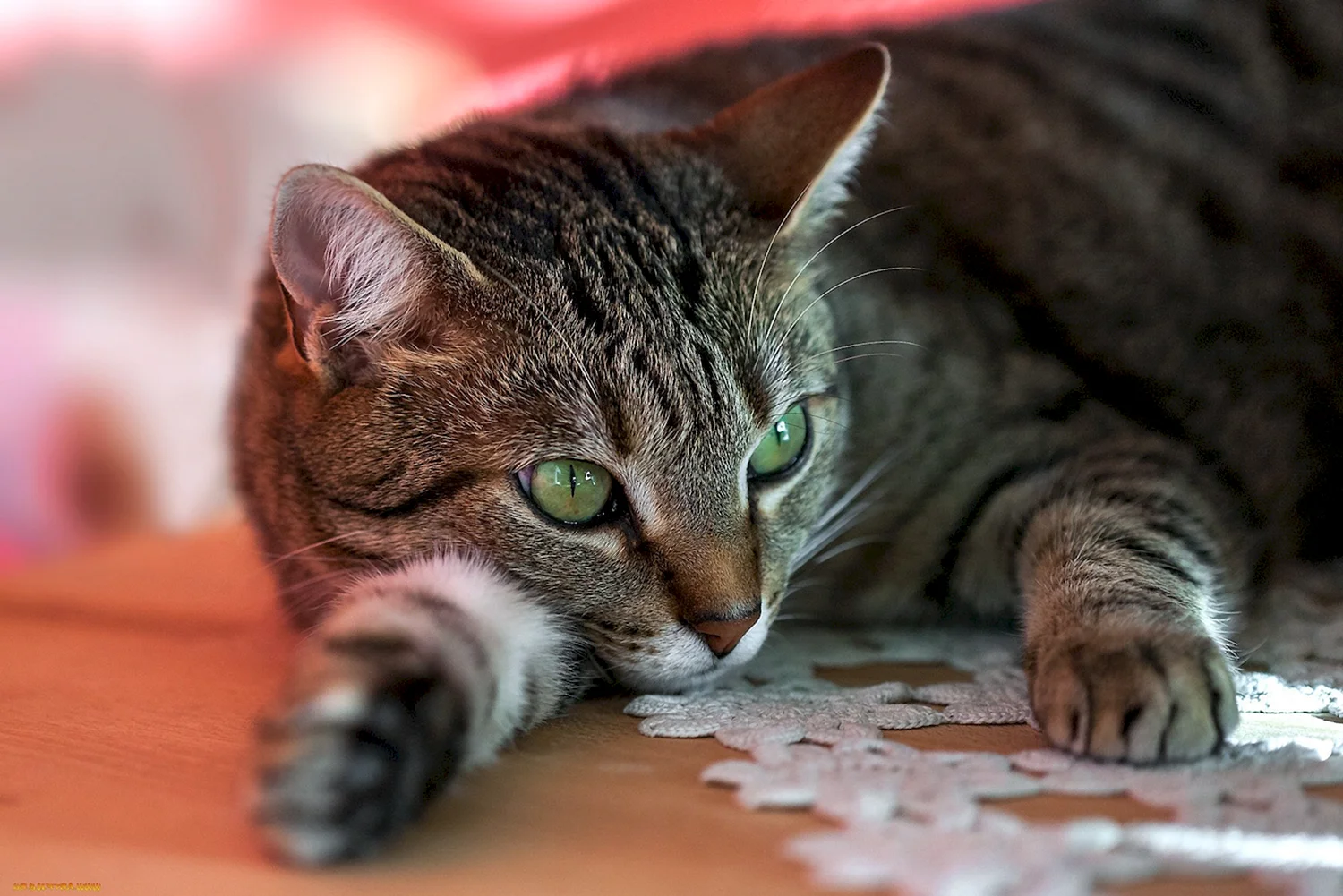 Полосатая кошка с зелеными глазами