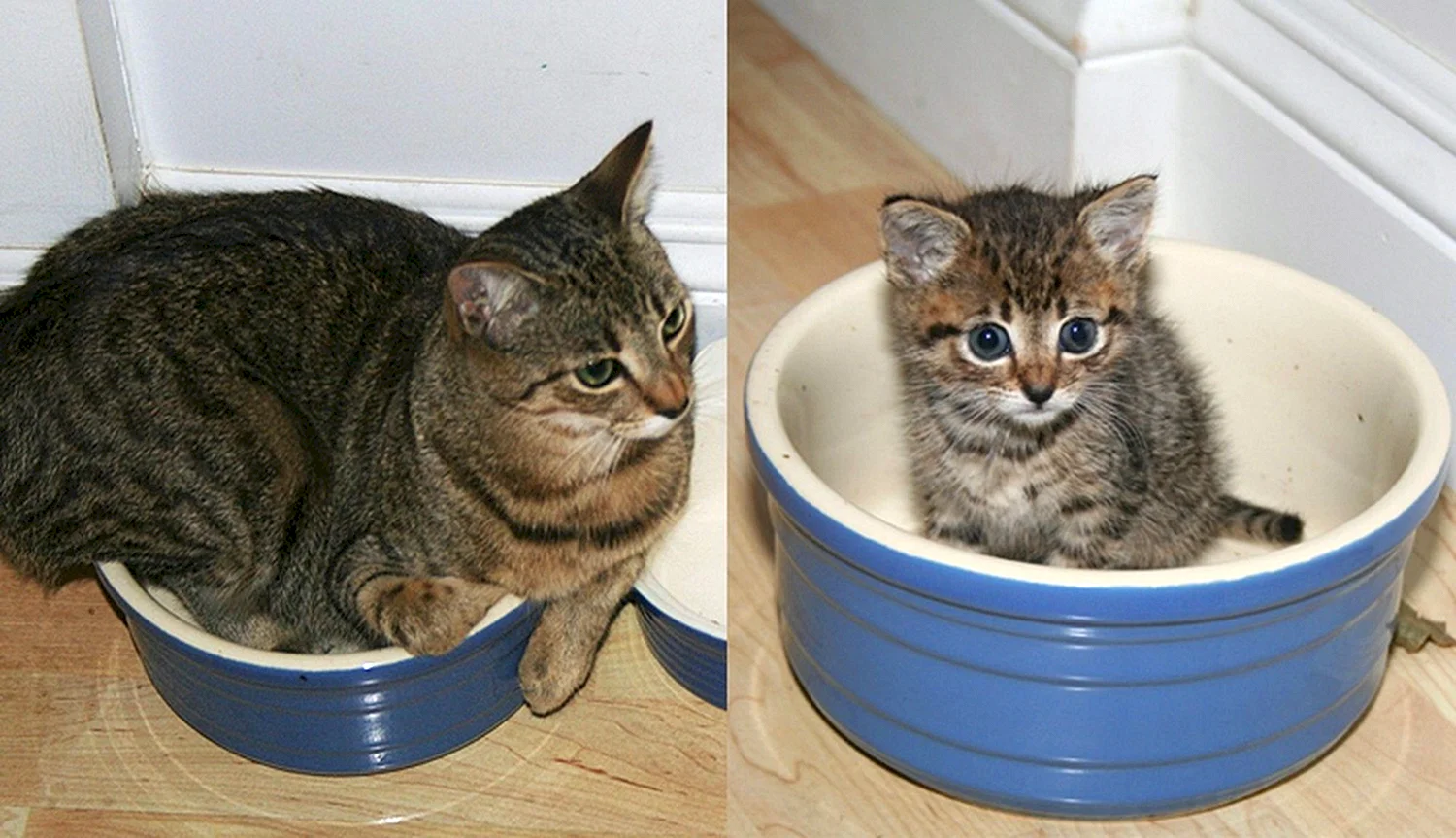 Полосатые котята до и после