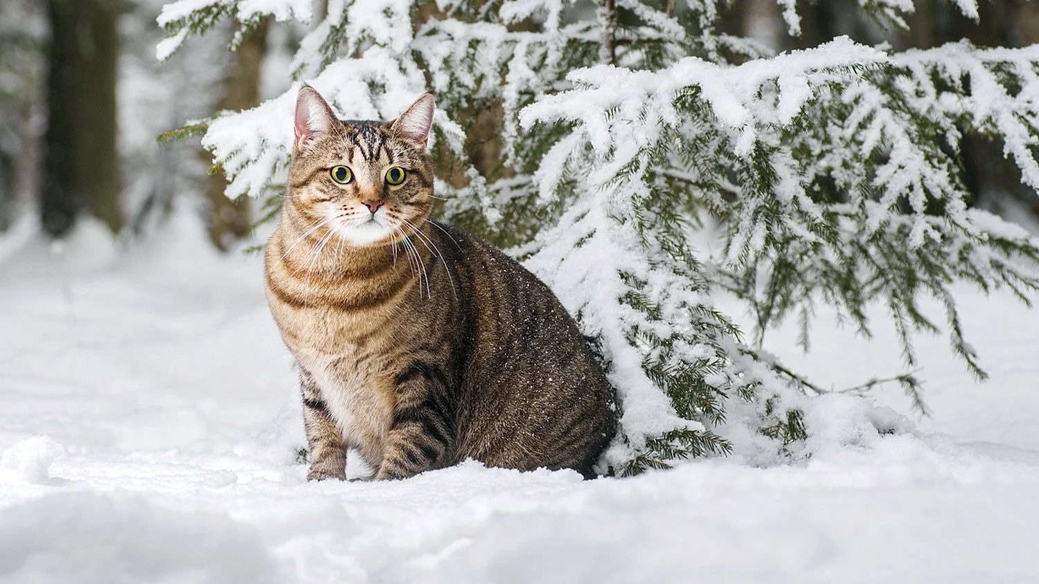 Полосатый кот зимой