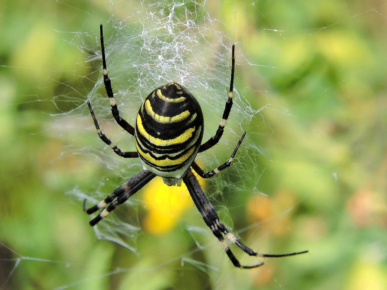 Полосатый паук черно желтый Аргиопа