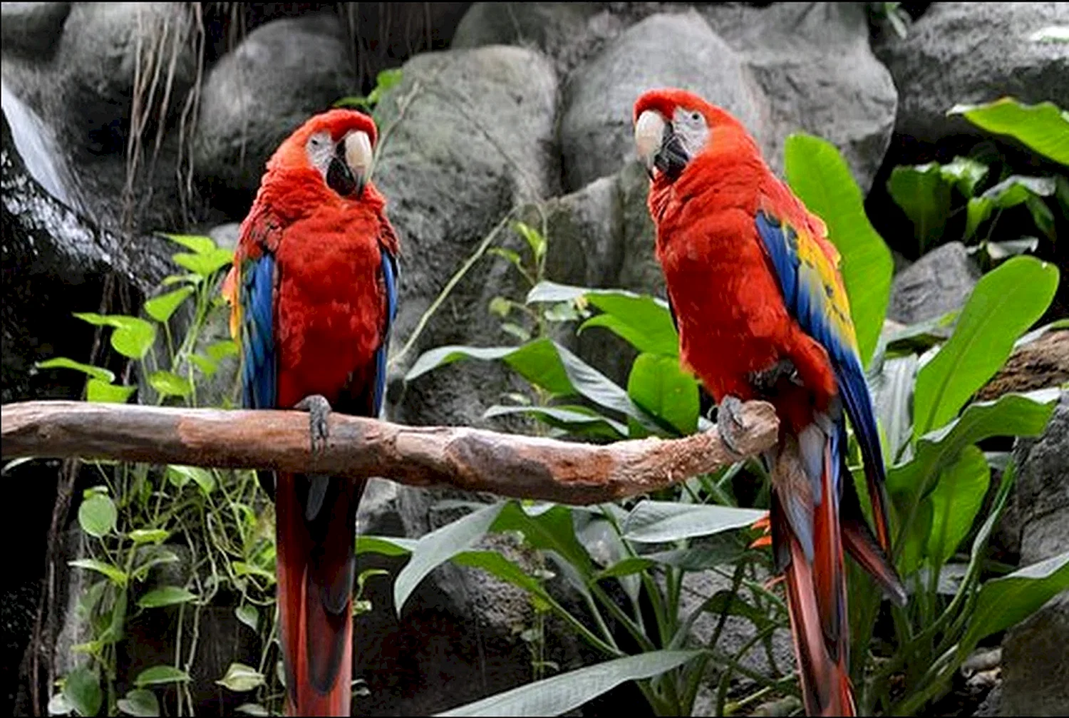Половой диморфизм попугаев ара