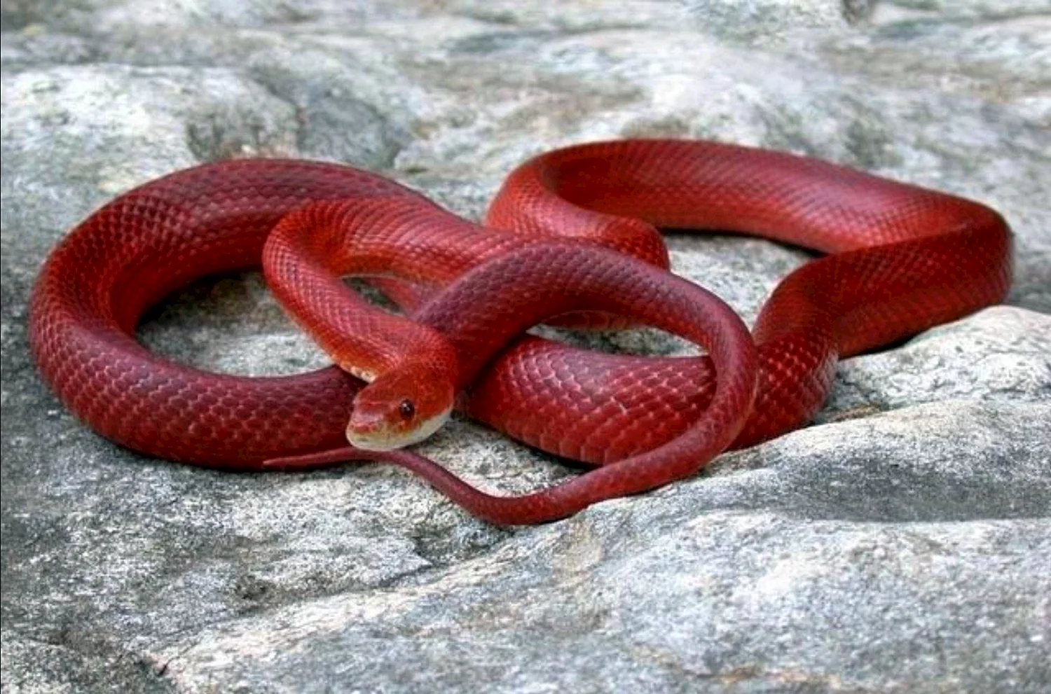 змеи азербайджана фото
