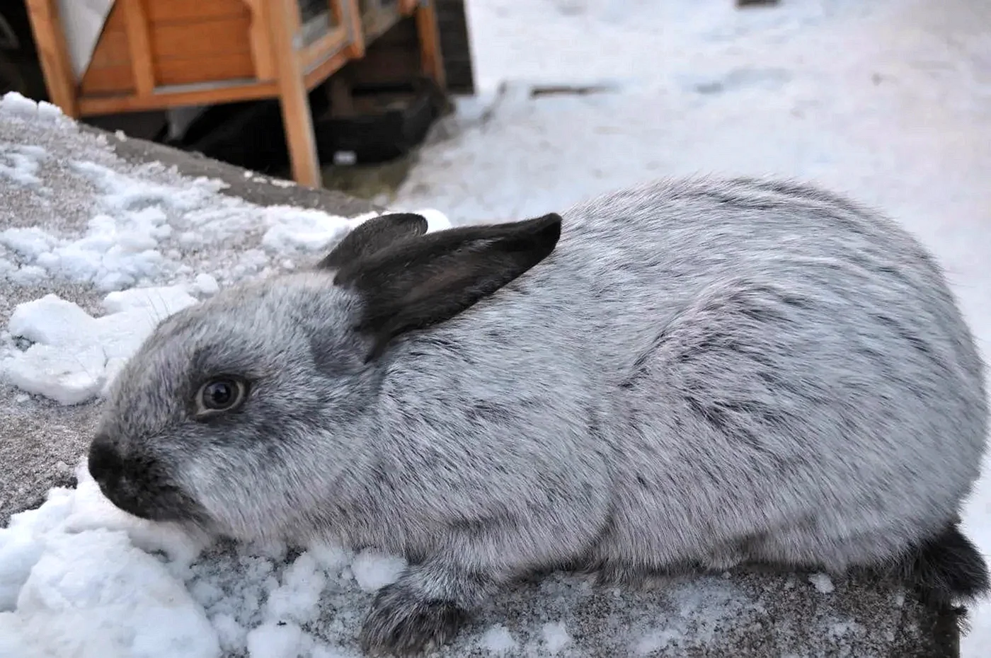 Полтавский серебристый кролик