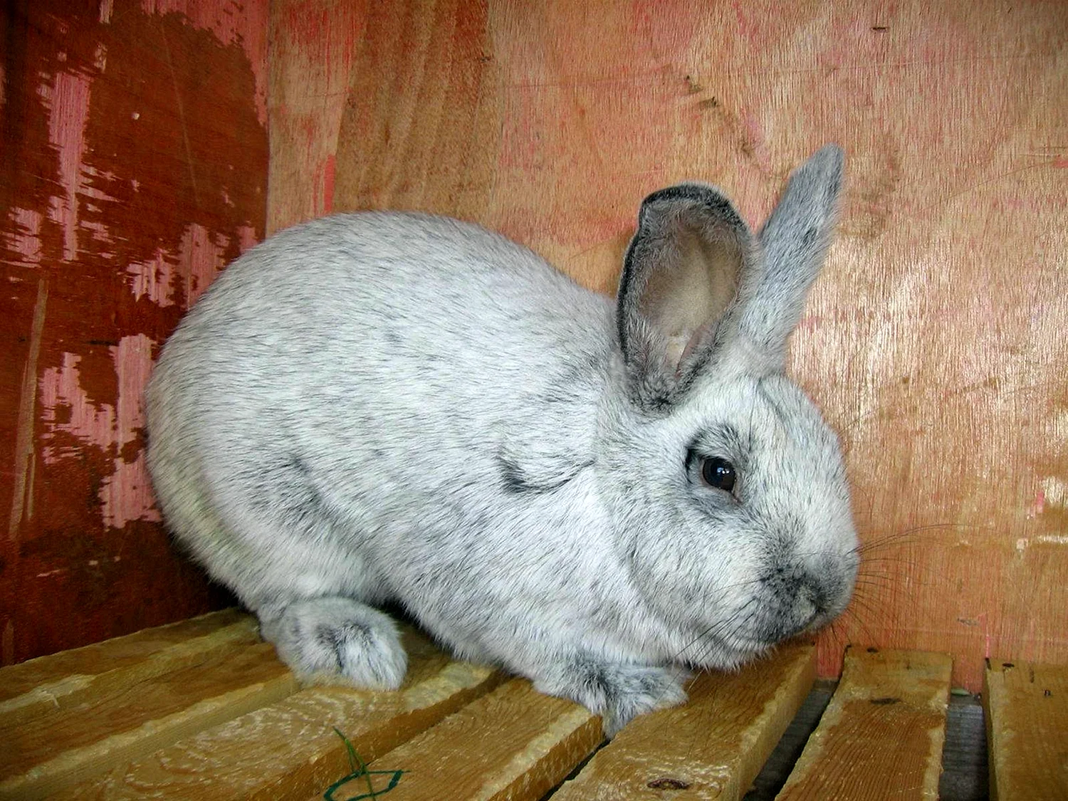 Полтавское серебро кролики