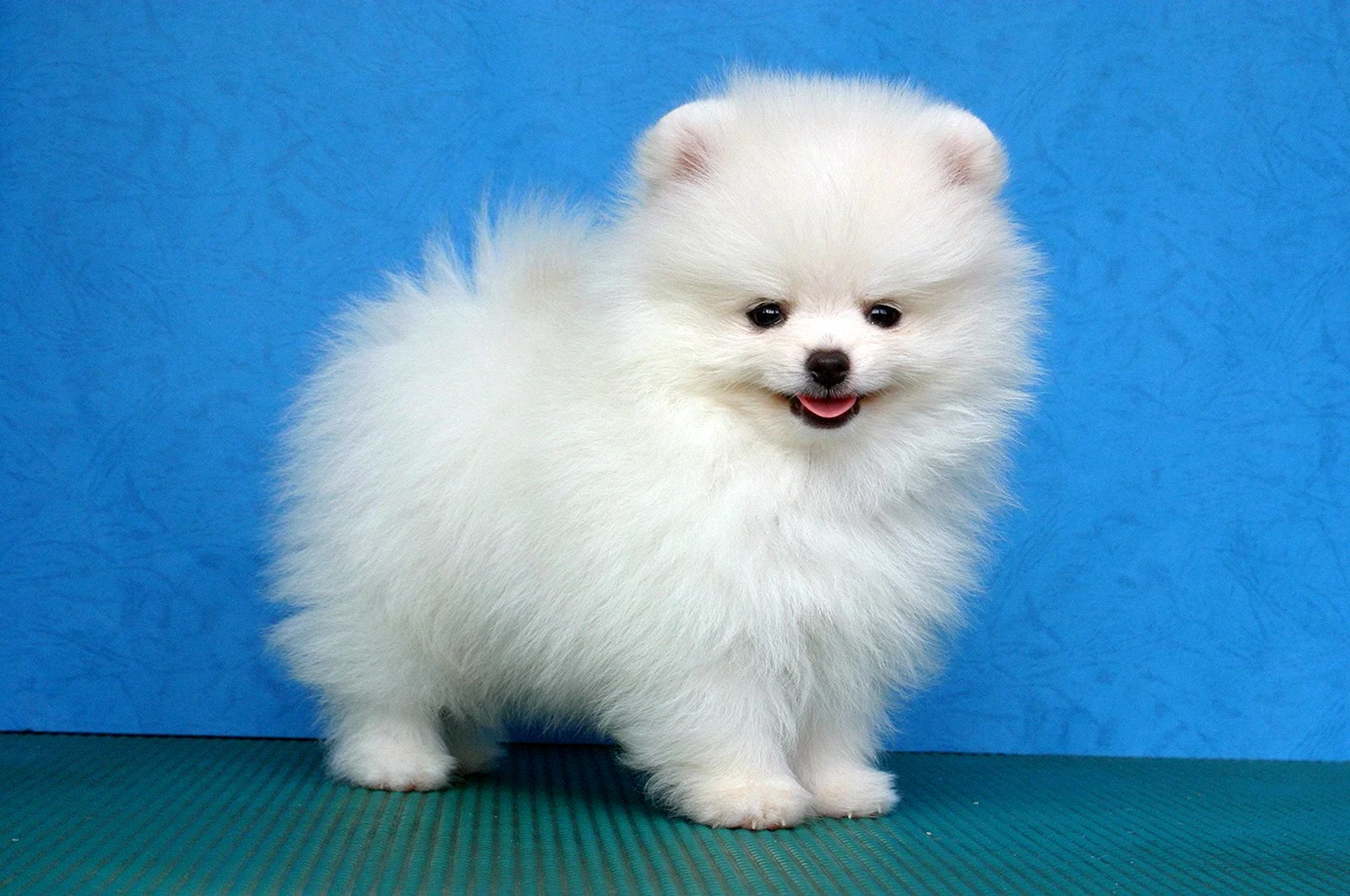 маленькие белые собачки в китае порода название