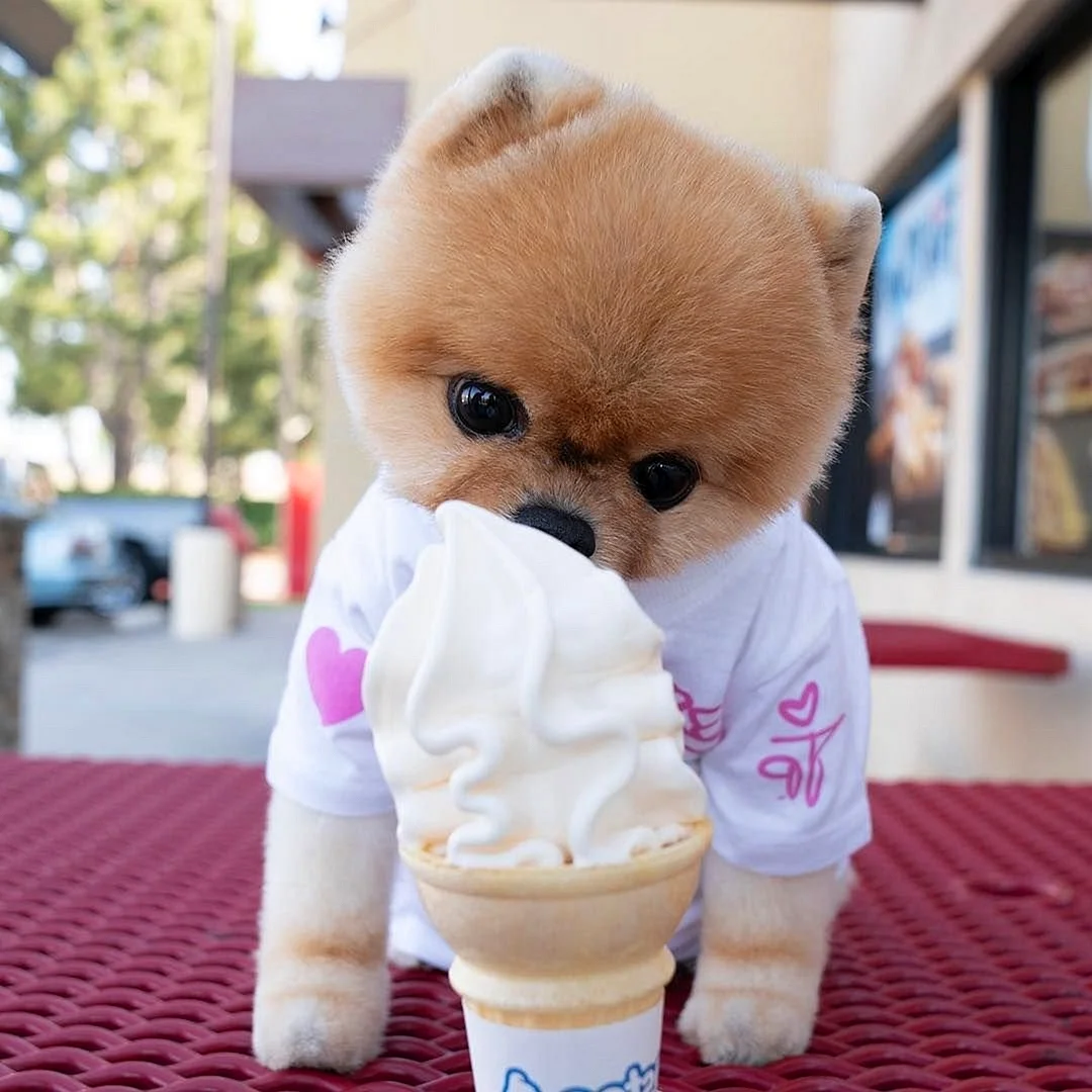 Померанский шпиц jiffpom