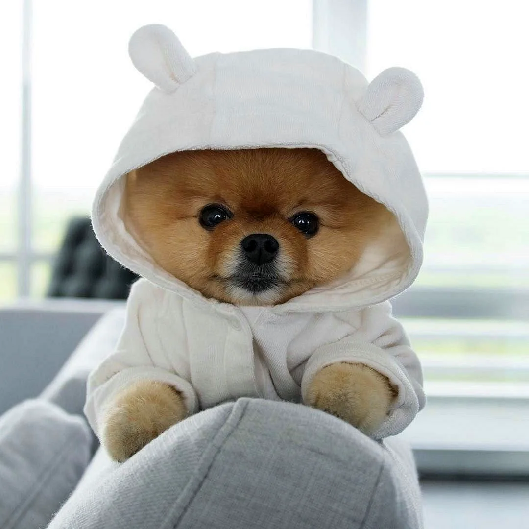 Померанский шпиц jiffpom