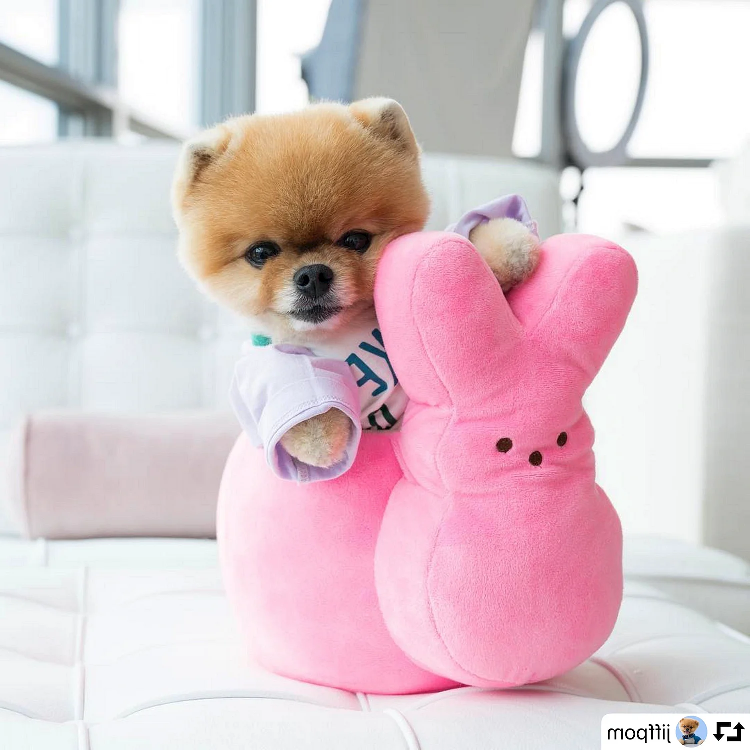 Померанский шпиц jiffpom