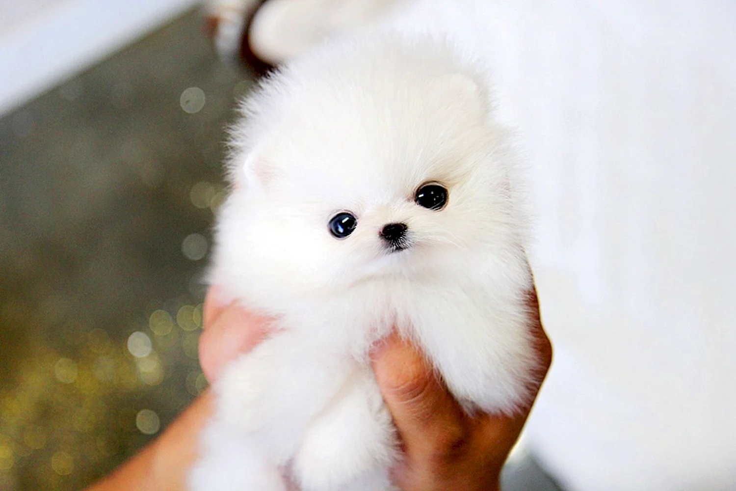 Померанский шпиц Teacup Dog