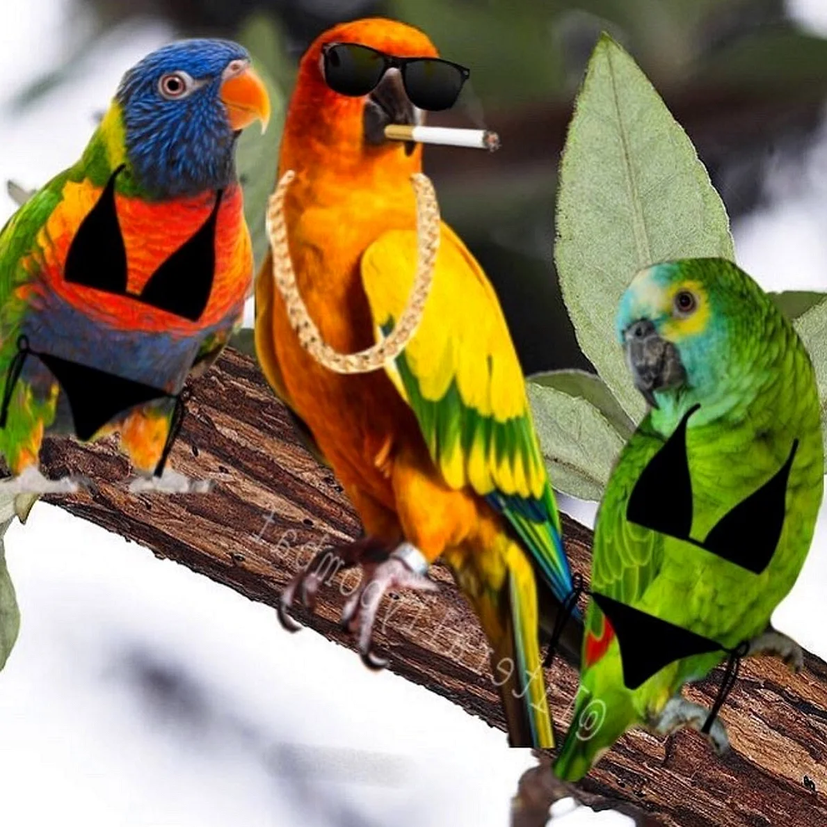 Попугаи Африки