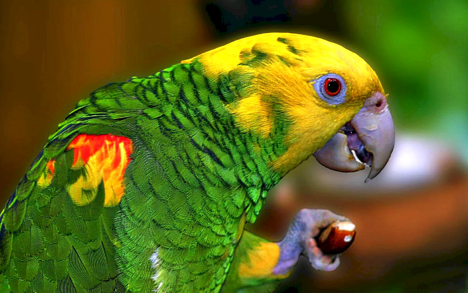 Попугай Амазон желтобрюхий