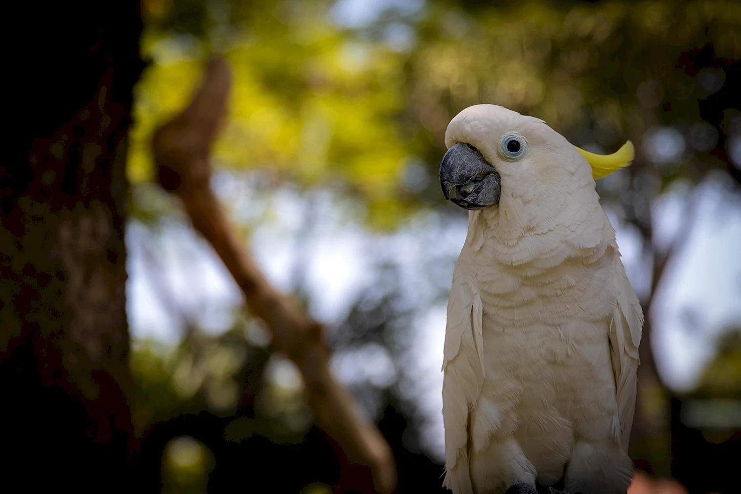 Попугай ара альбинос