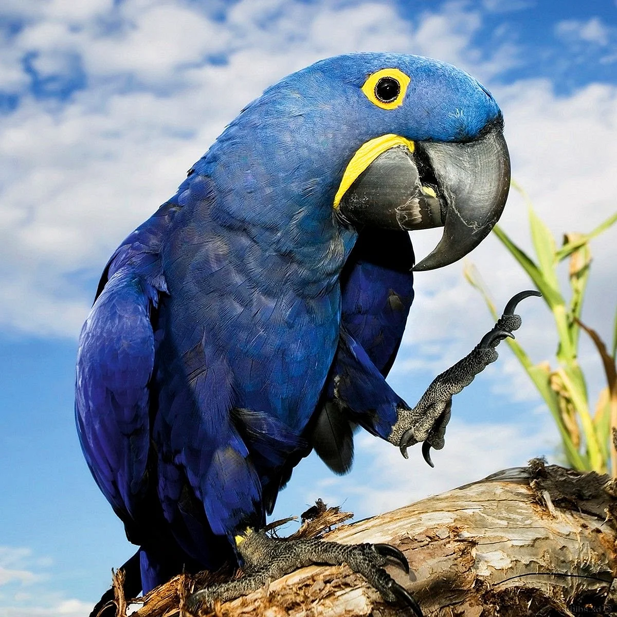 Попугай ара фиолетовый и гиацинтовый