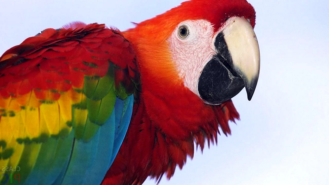 Попугай ара красный