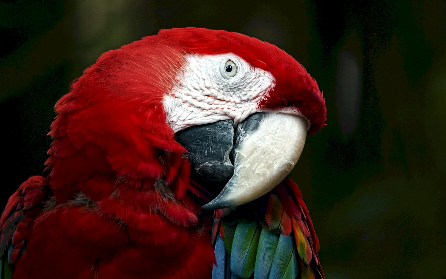 Попугай ара красный
