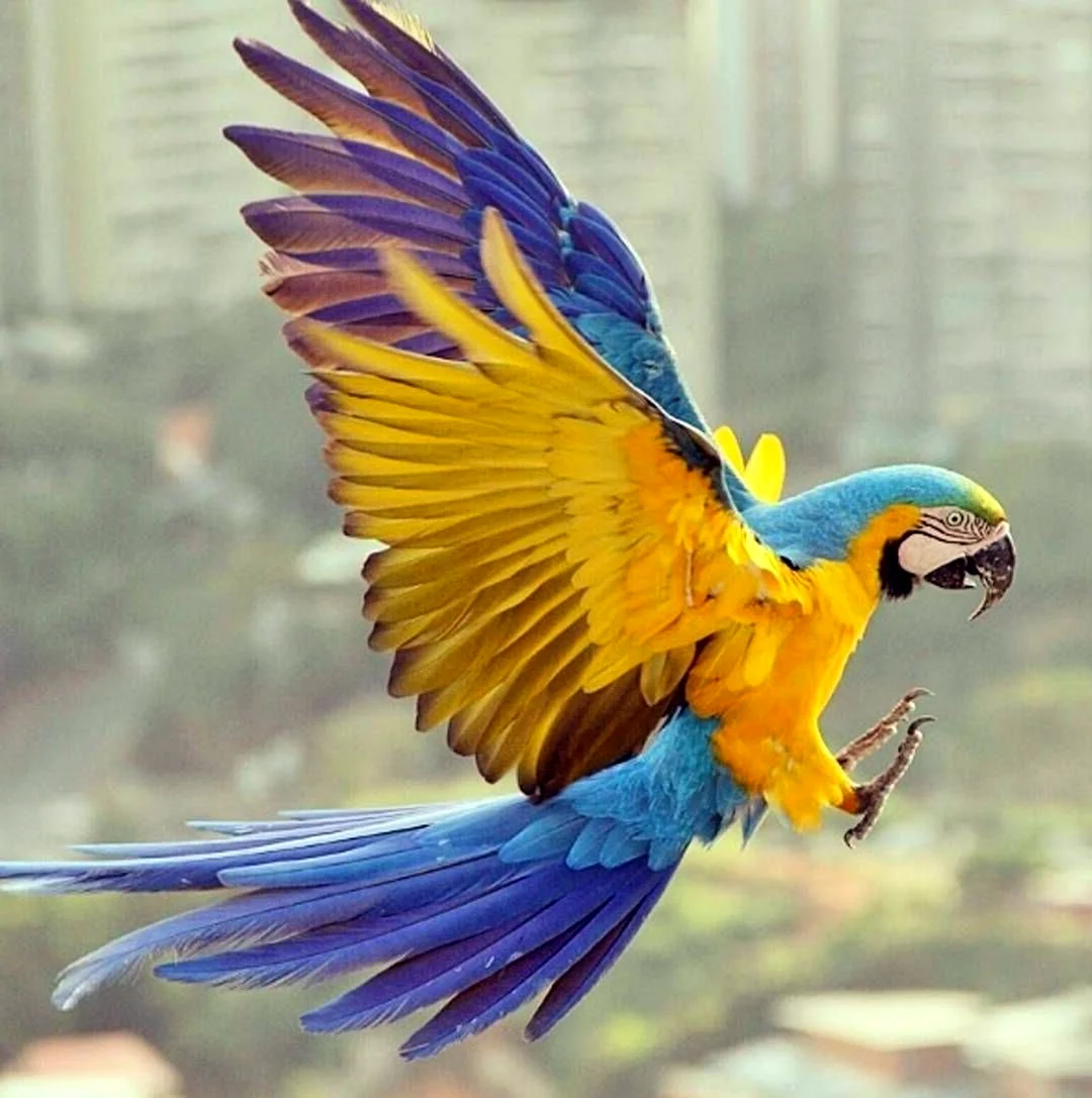 Попугай ара с расправленными крыльями вид сзади