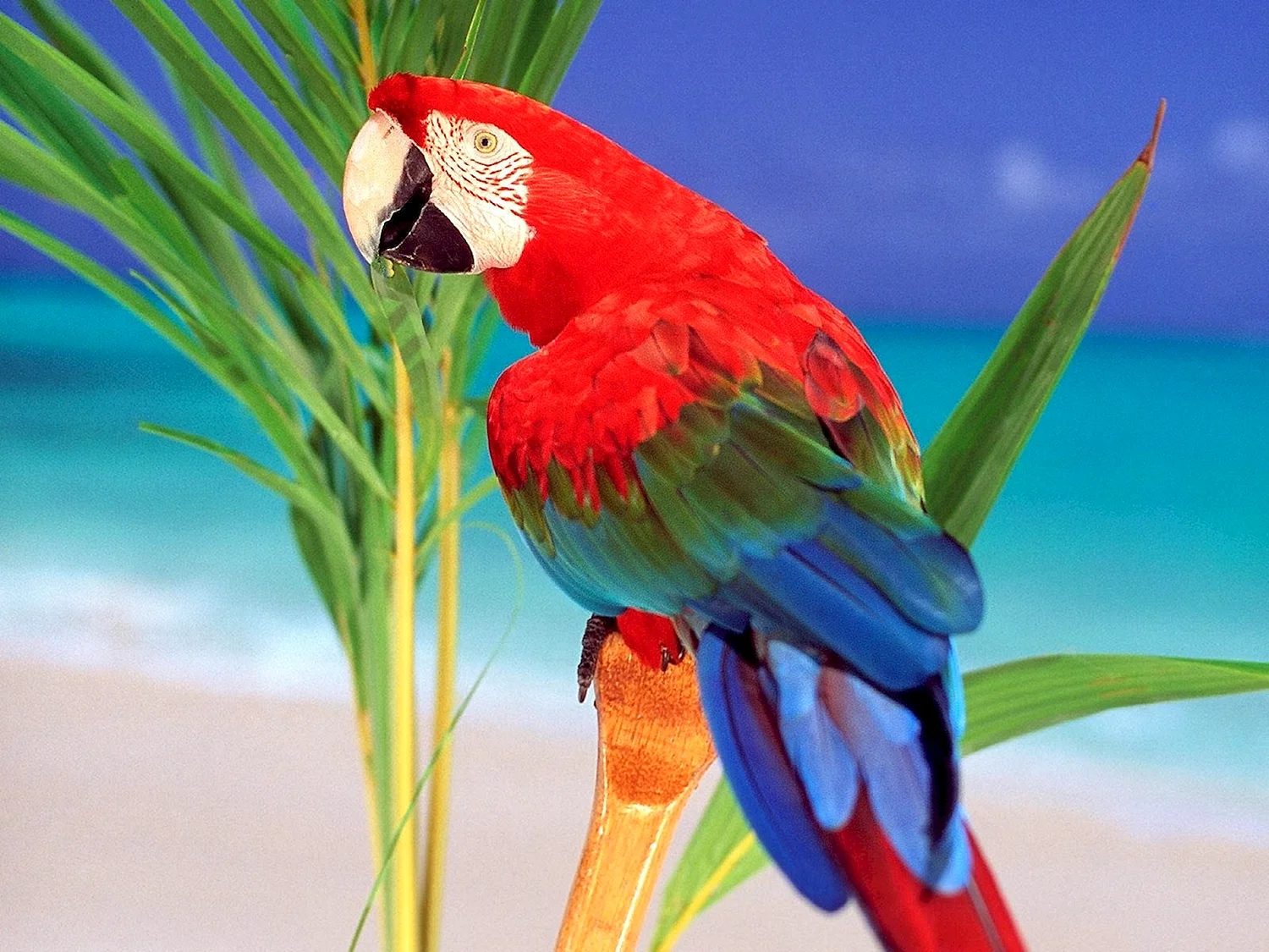 Попугай ара зеленокрылый