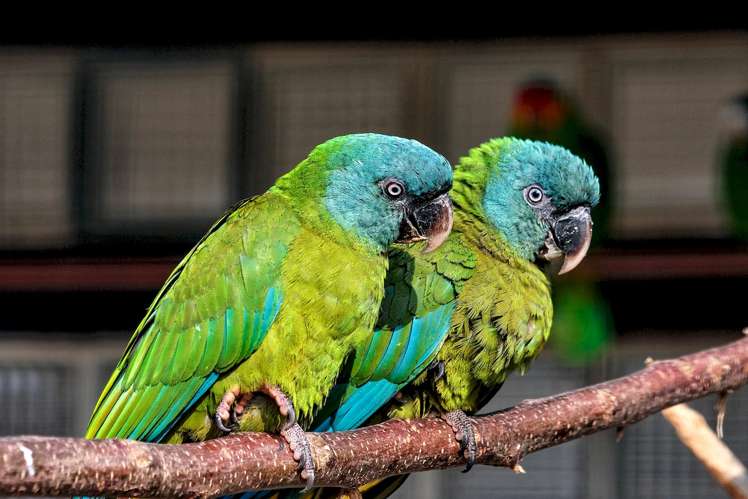 Попугай ара зеленый
