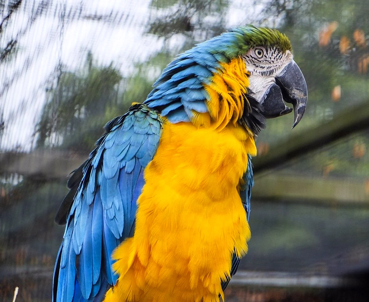 Попугай ара желтый