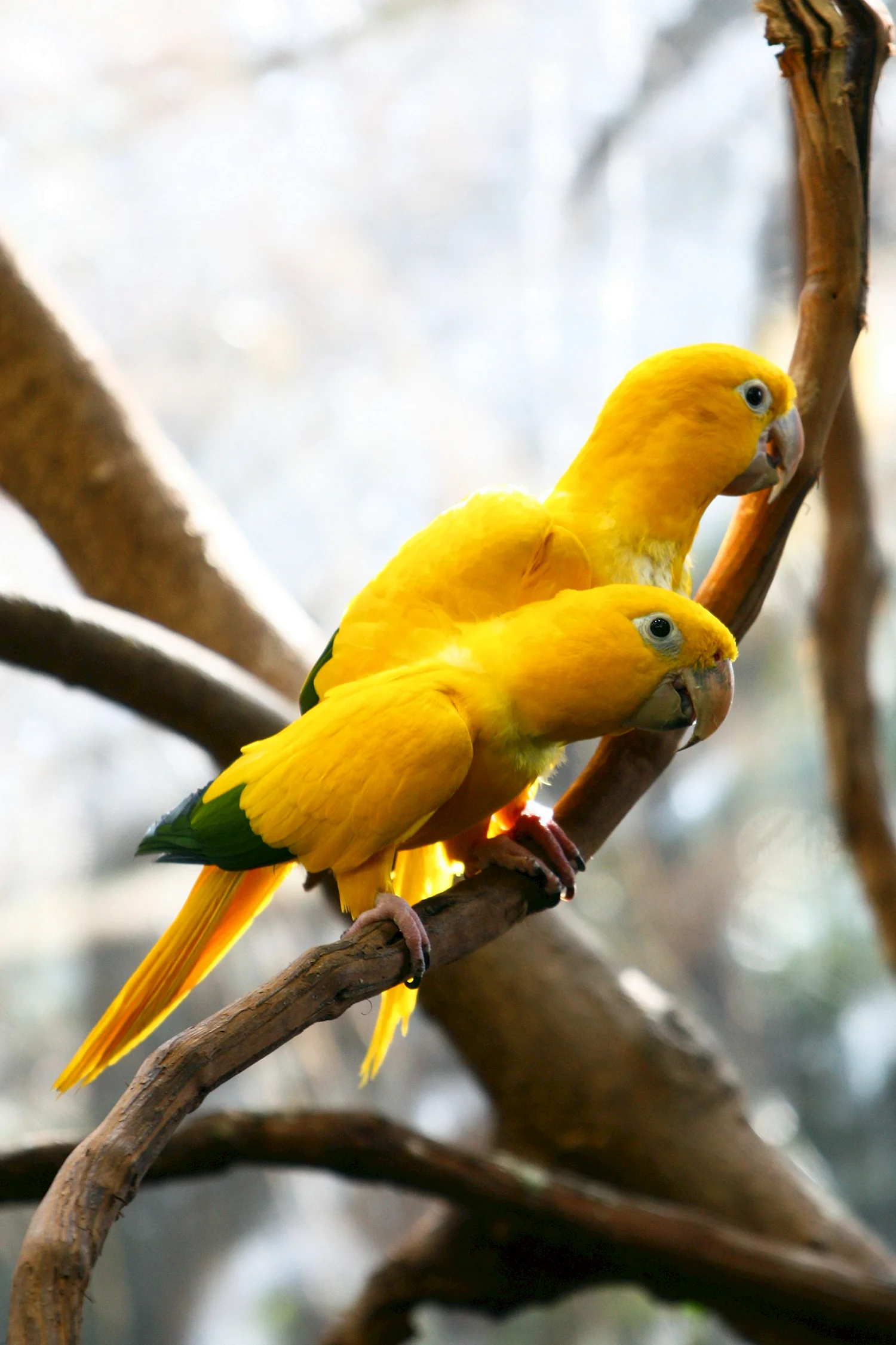 Попугай аратинга желтый