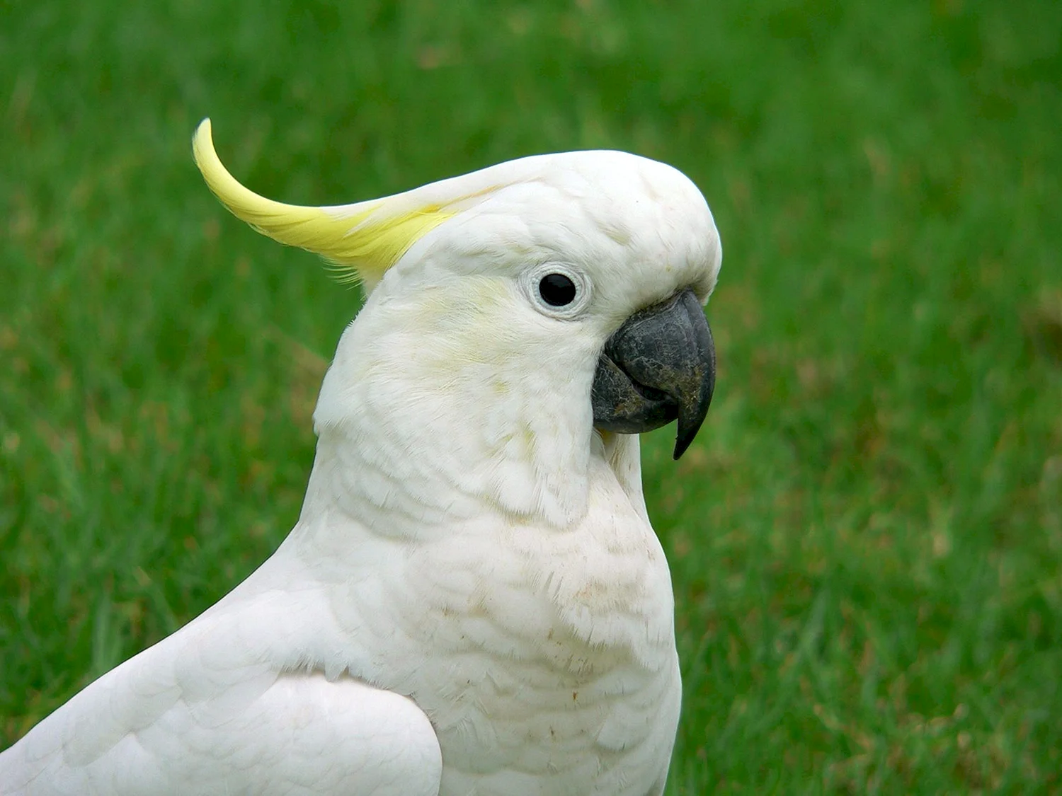 Попугай белый Какаду