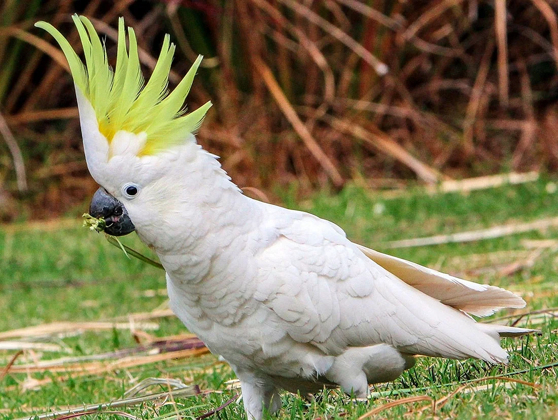 Попугай большой желтохохлый Какаду