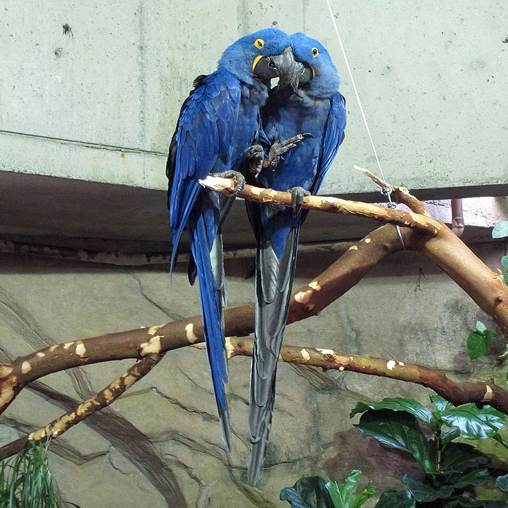 Попугай голубой ара Рио