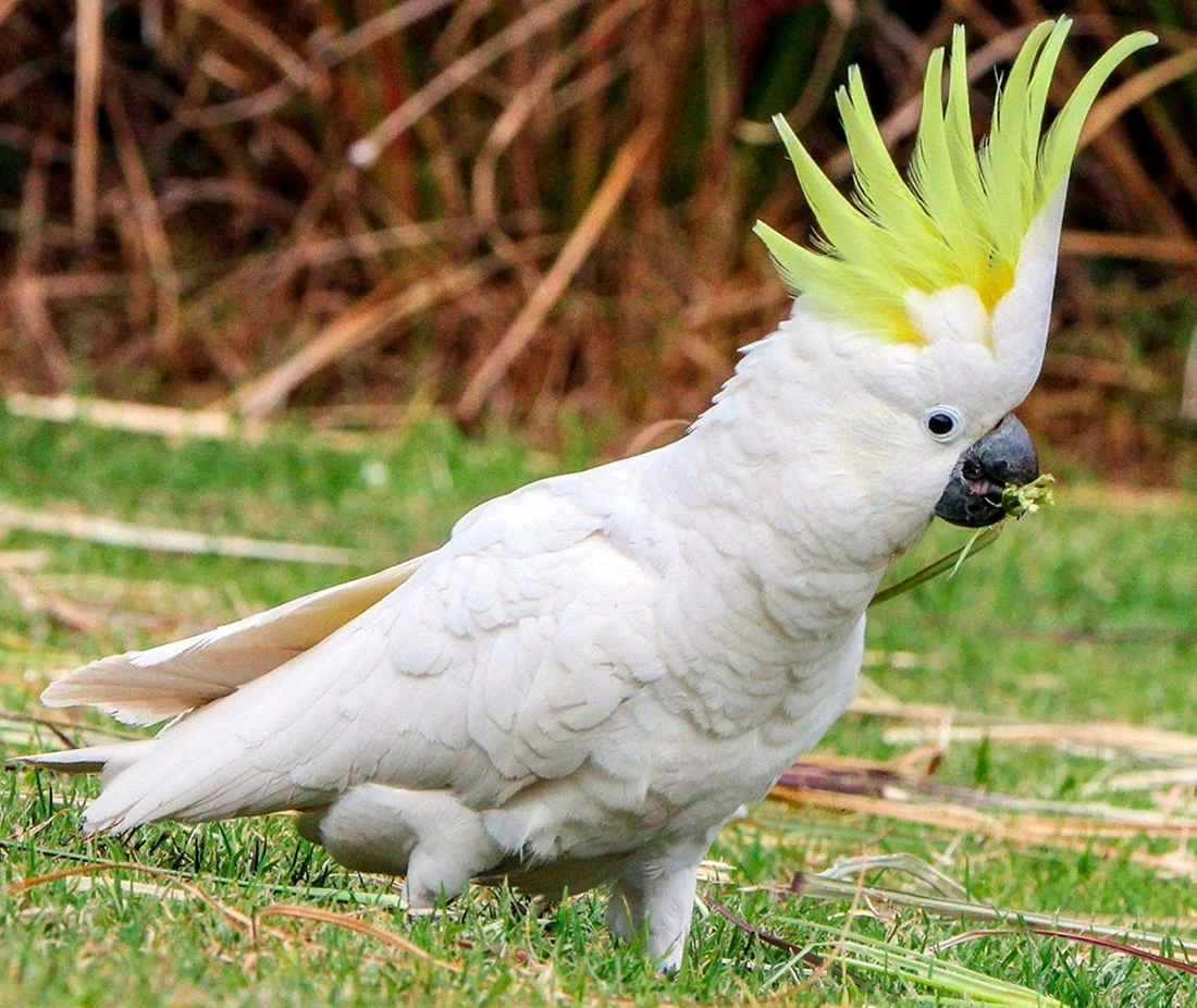 Peekaboo Cockatoo