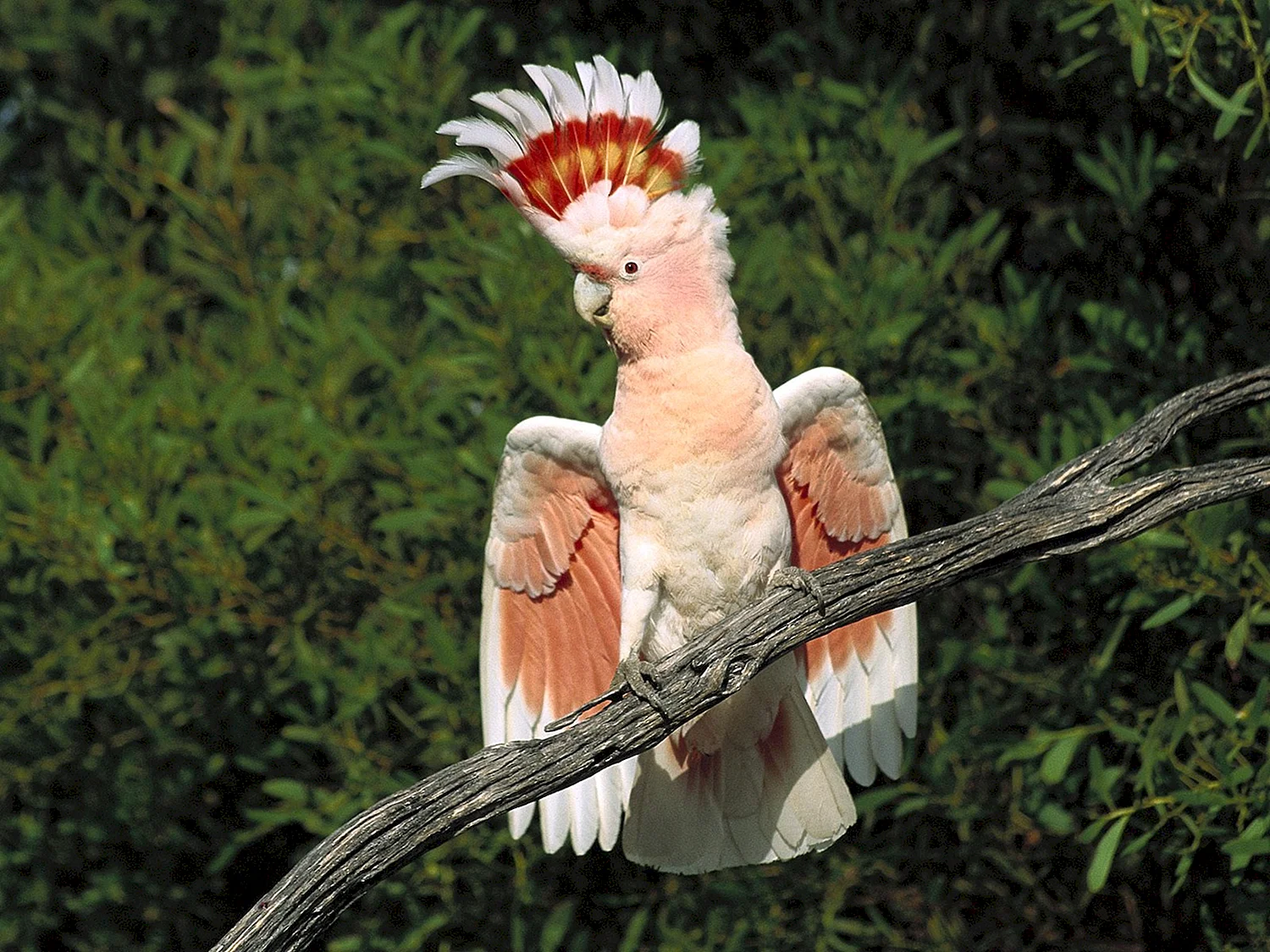 Попугай Какаду