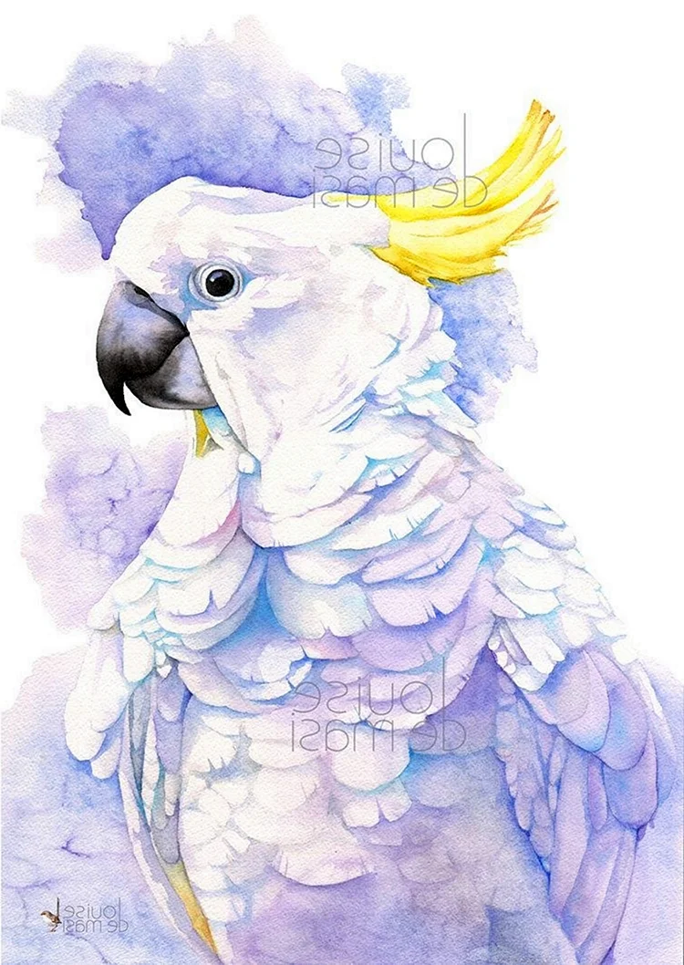 Попугай Какаду акварель