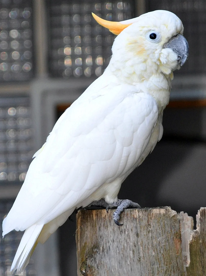 Попугай Какаду белохохлый