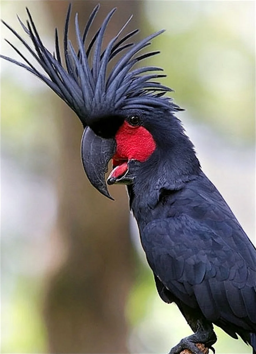 Попугай Какаду черный