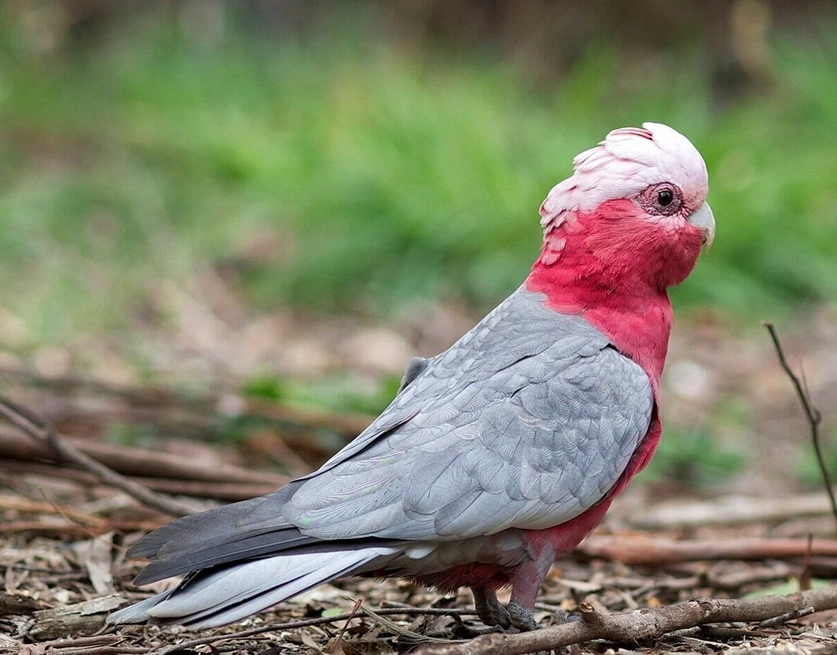 Попугай Какаду розовый