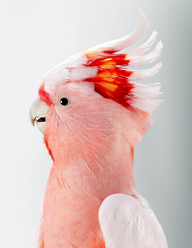 Попугай Какаду розовый