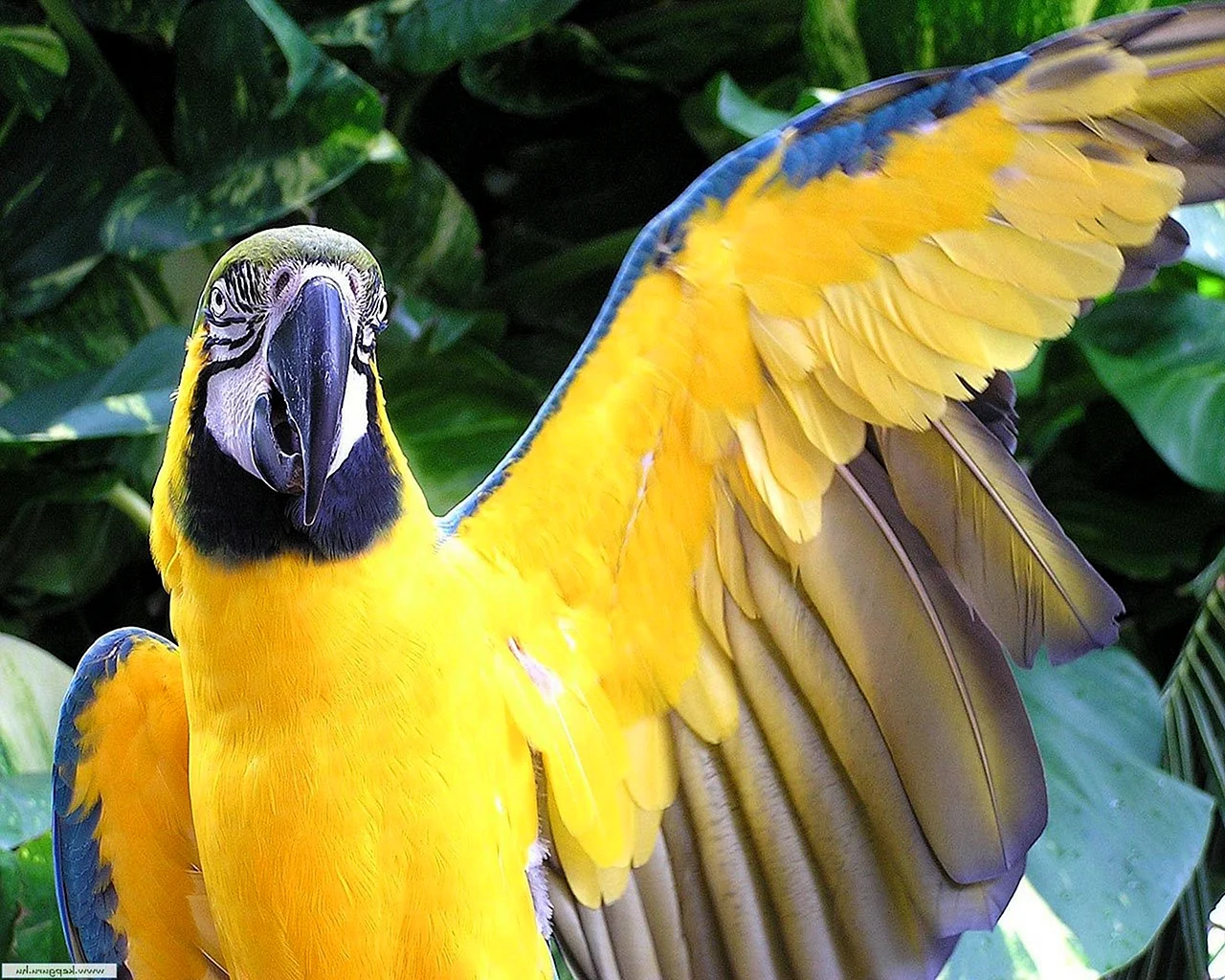 Попугай Какаду сине желтого цвета