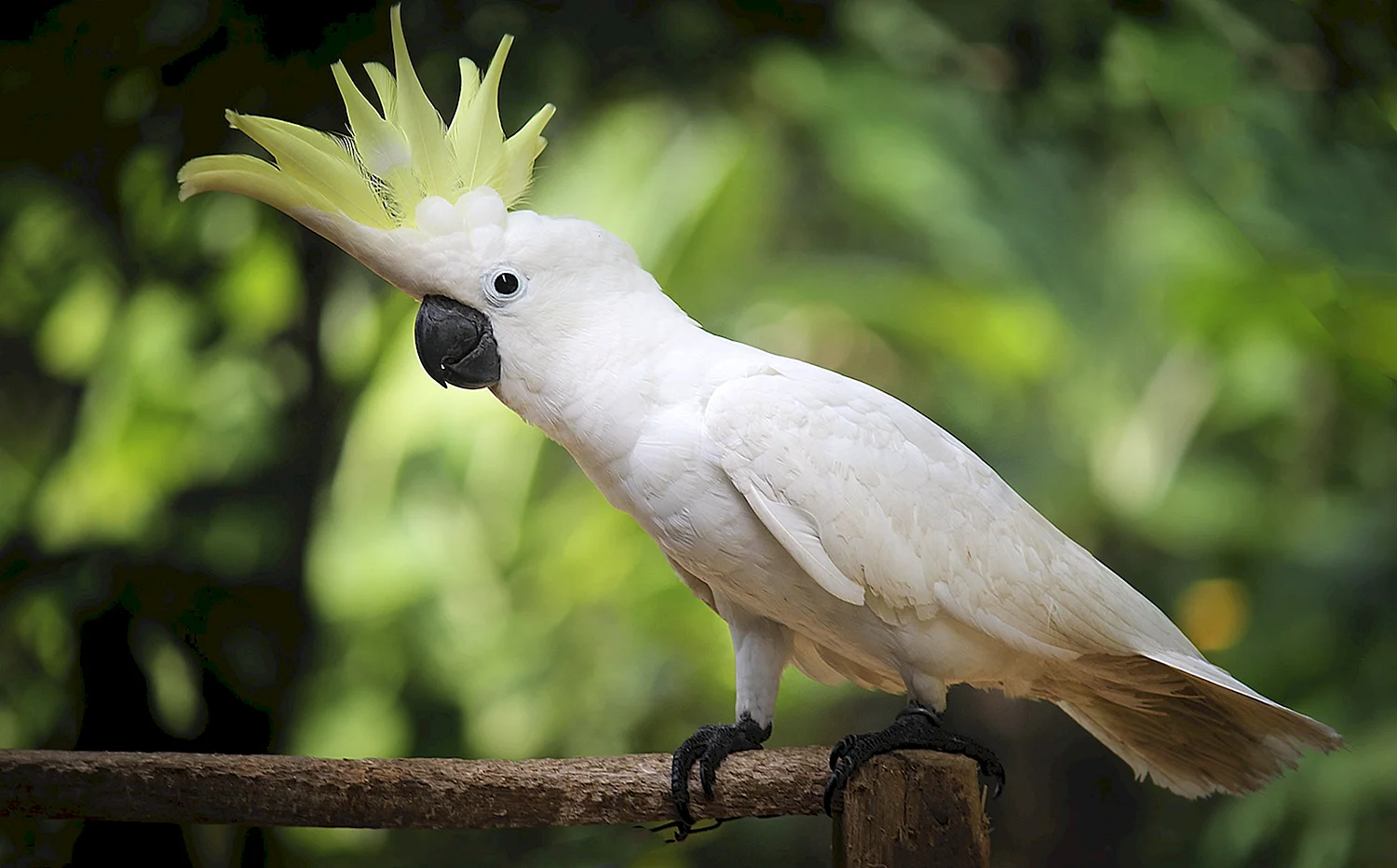 Попугай Какаду в Австралии