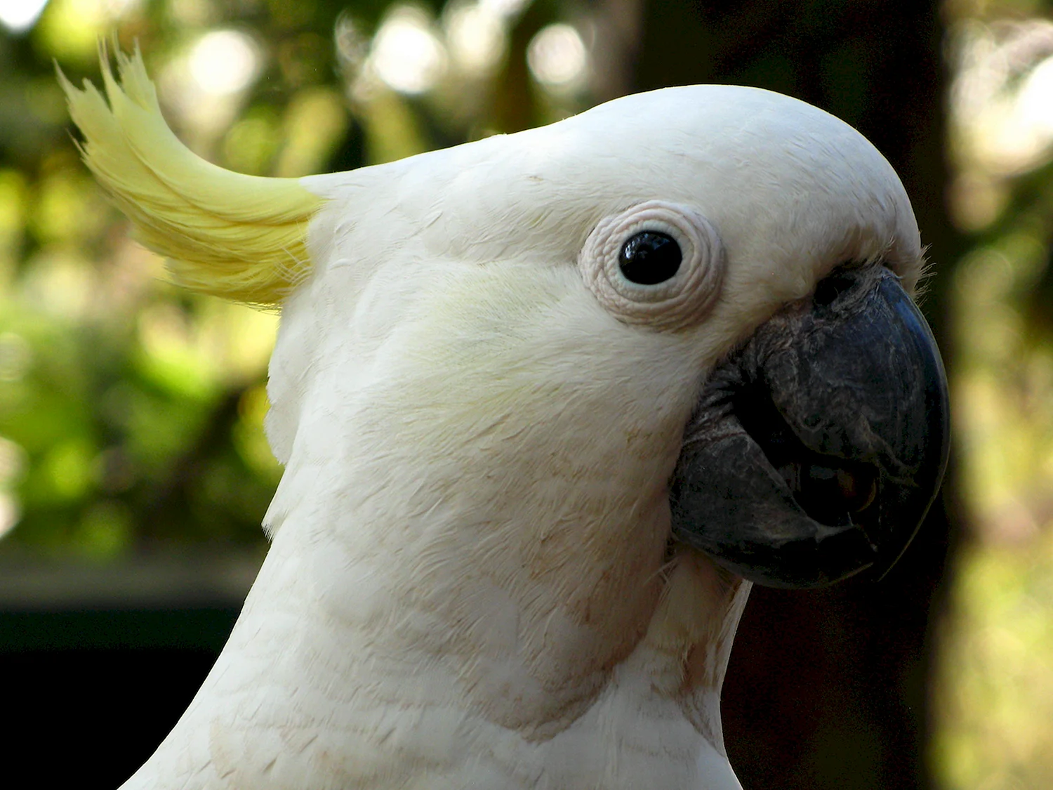 Попугай Какаду зеленый