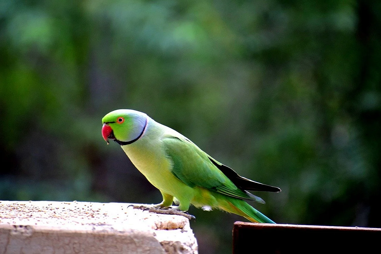 Попугай Какаду зеленый
