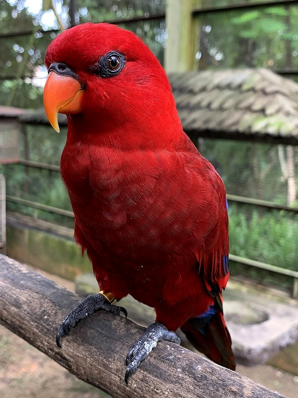 Попугай какарик красный