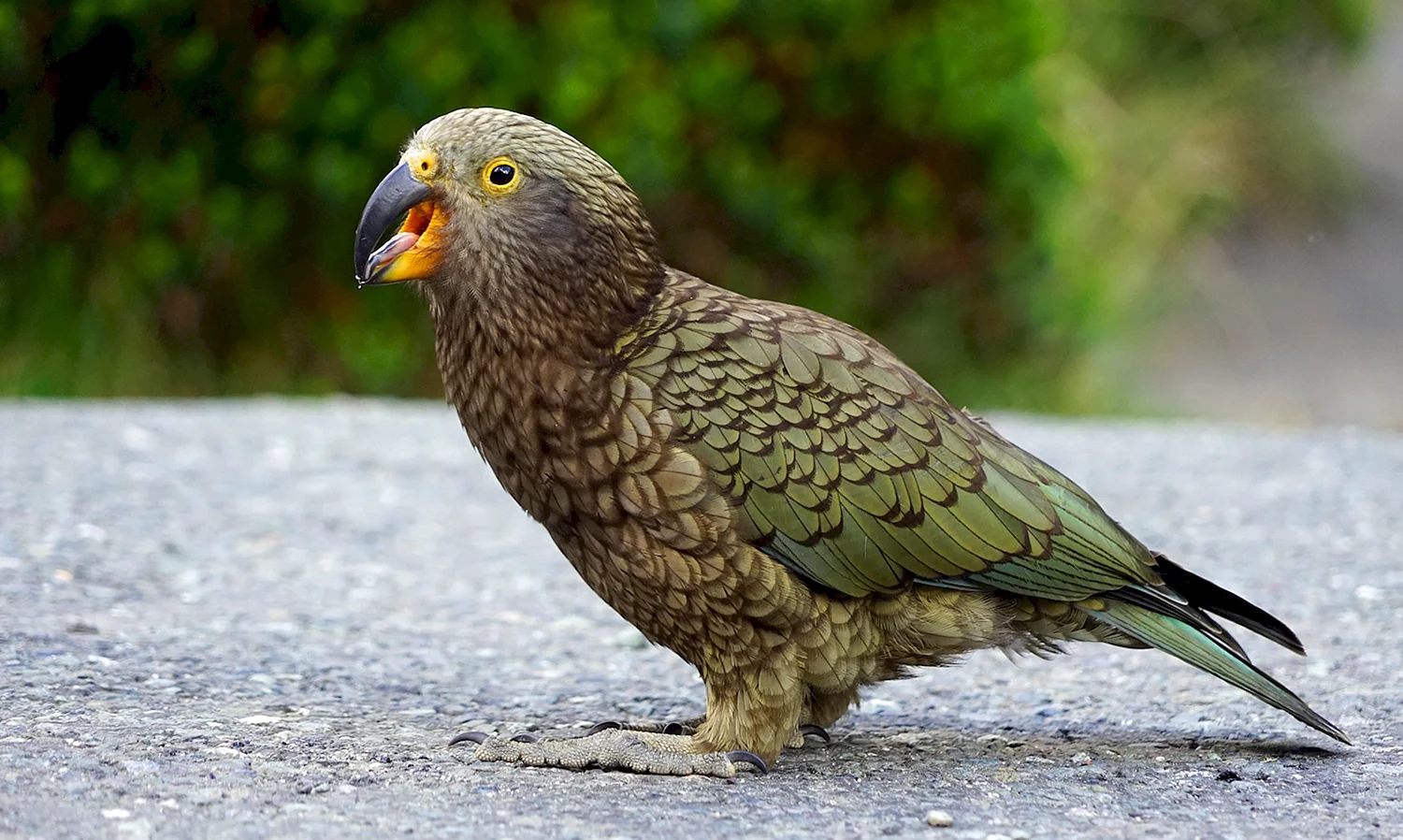Попугай Кеа новая Зеландия