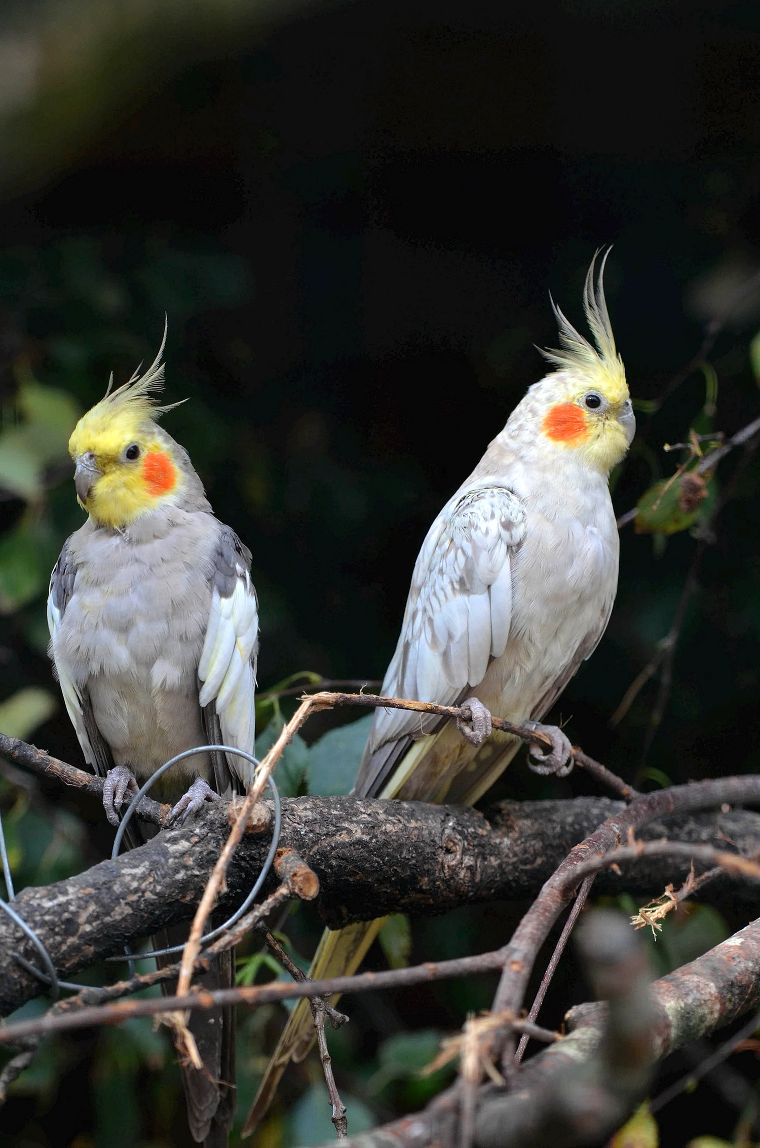 Попугай корелла Какаду