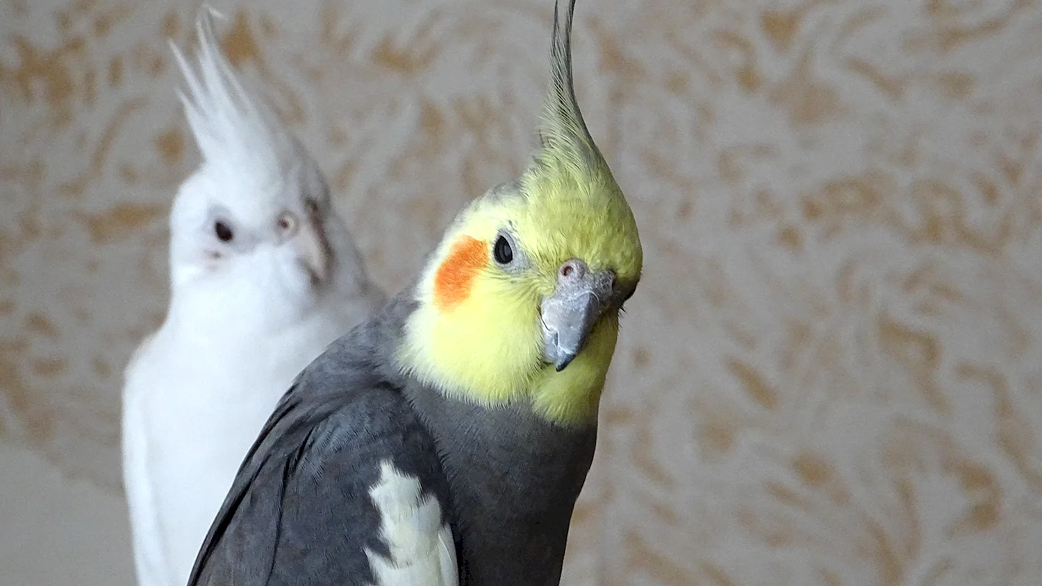 Попугай корелла самец