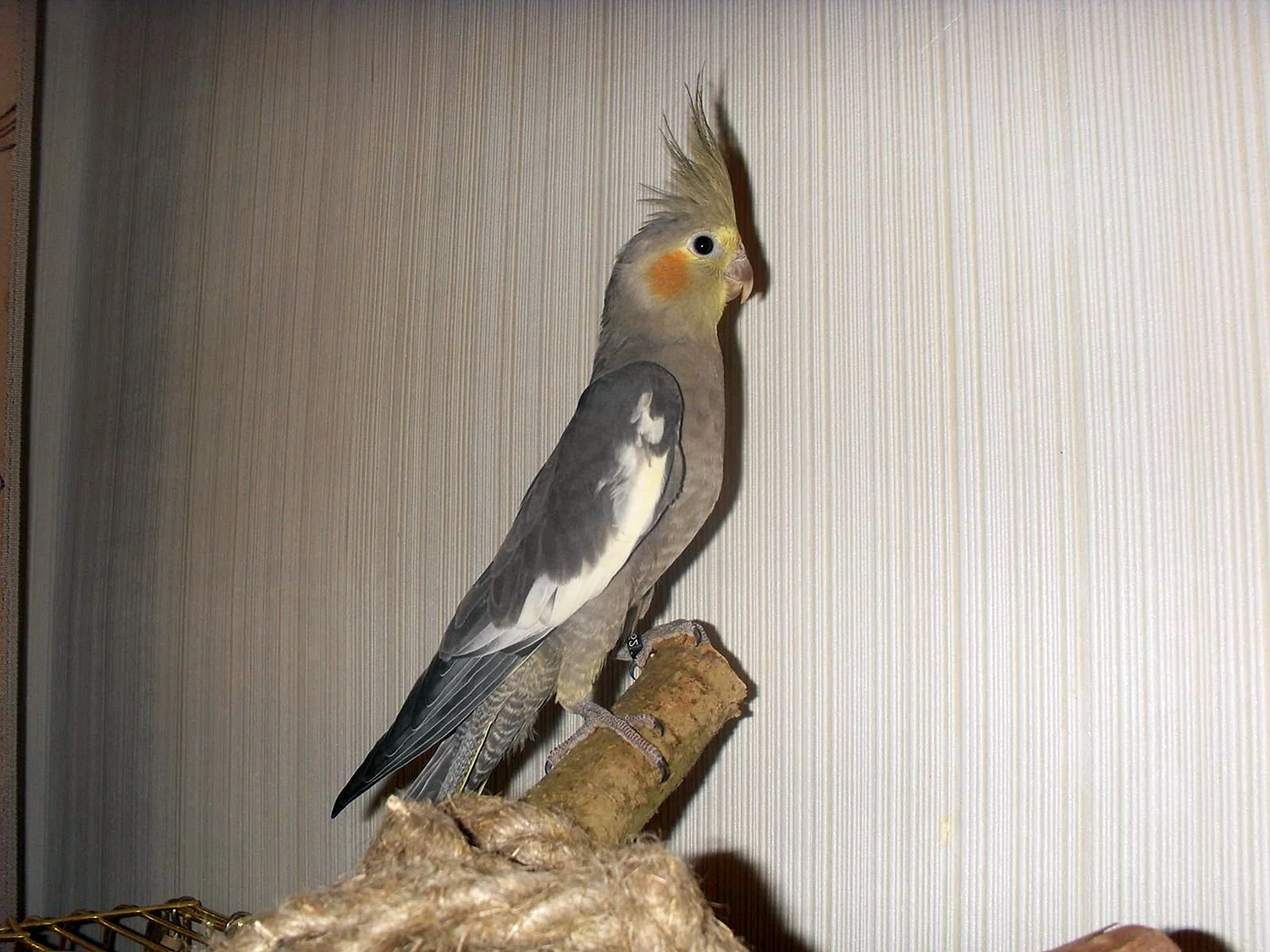 Попугай корелла самка