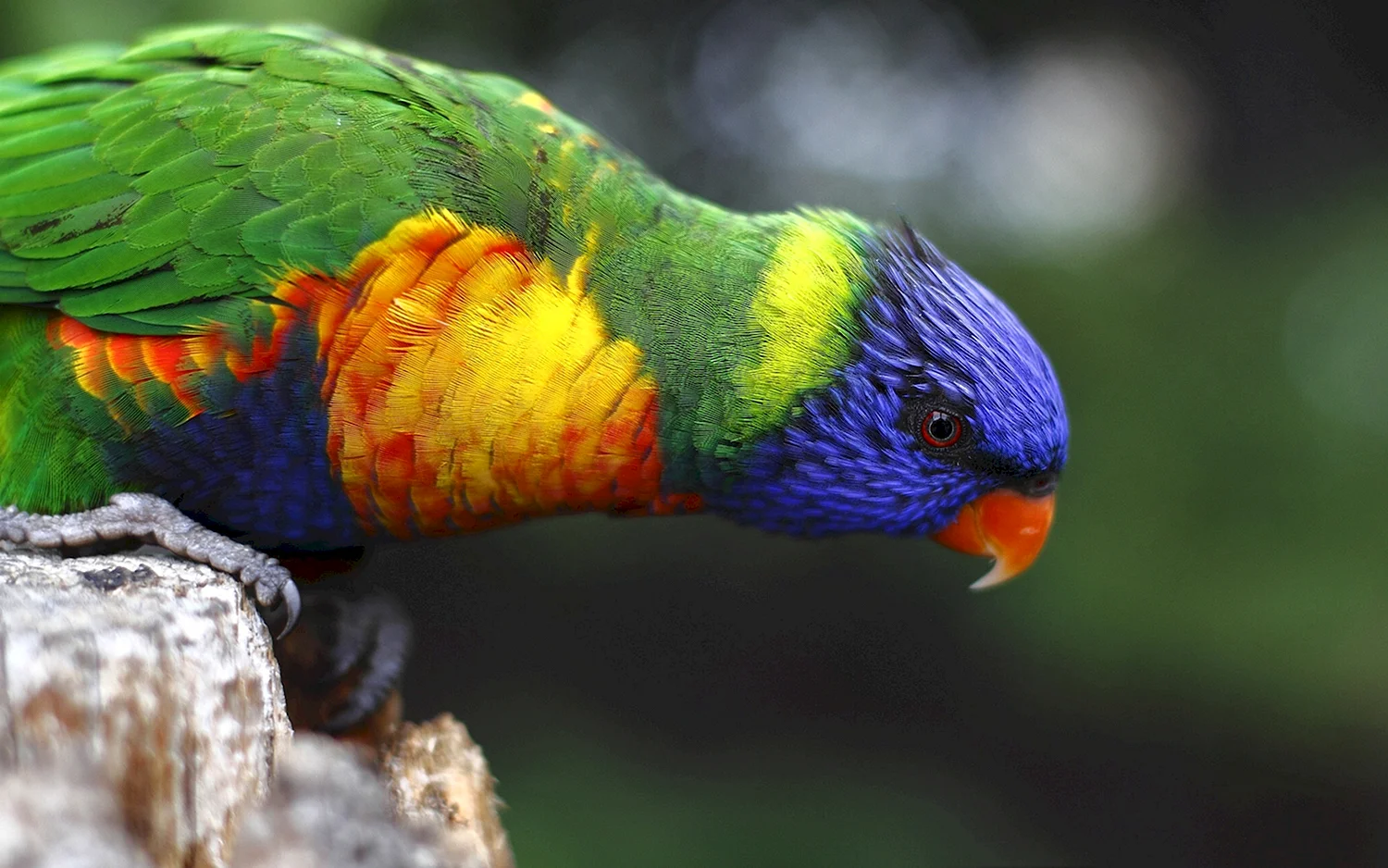 Попугай многоцветный лорикет