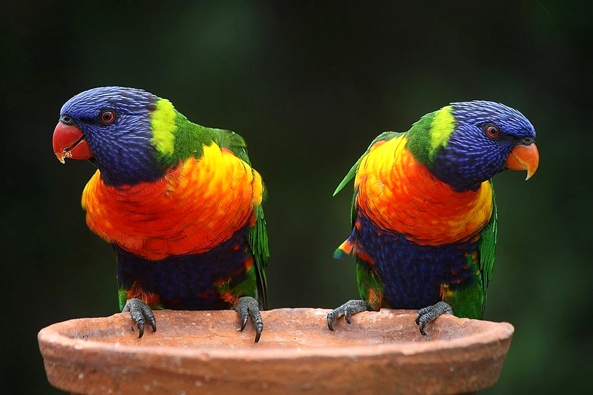 Попугай многоцветный лорикет